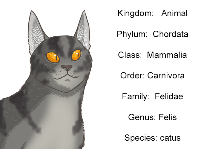 Infographic of how a domestic cat fits into the seven classifications of taxonomy